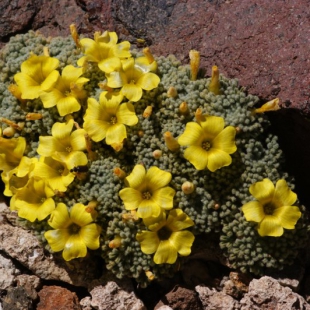 Oxalis erythrorhiza